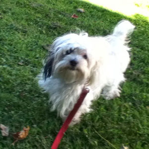 Meet your Posher, Atomic